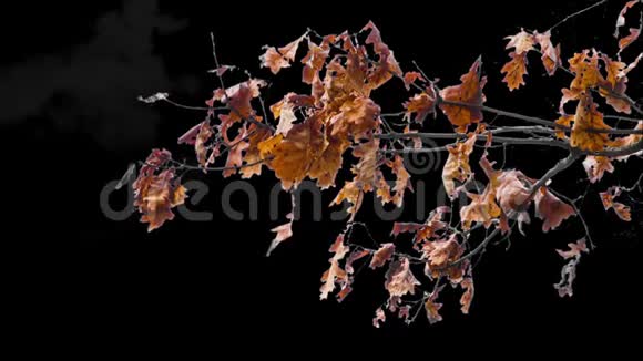 阿尔法树的叶子视频的预览图