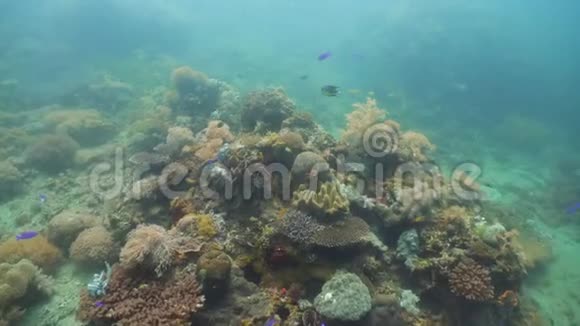 五颜六色的珊瑚和热带鱼深蓝色海洋中带鱼和海洋生物的珊瑚礁景观背景视频的预览图