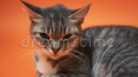 橙色背景上的灰猫视频的预览图