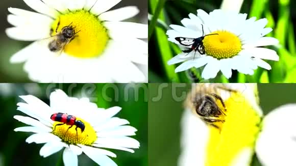 雏菊上的昆虫Camomile多屏构图视频的预览图