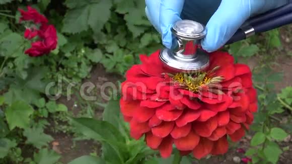 园丁用听诊器检查美丽的花朵的健康视频的预览图