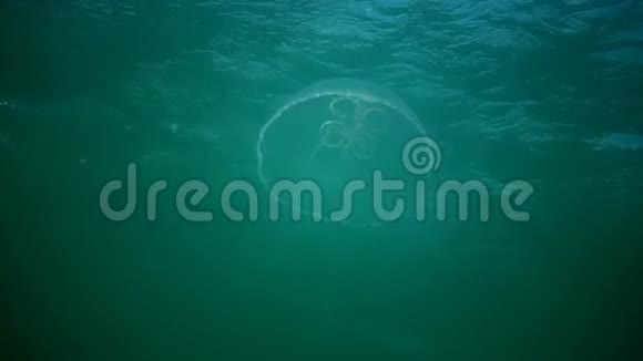 黑海敖德萨湾奥雷利亚奥丽塔又称月亮果冻月亮水母普通水母或碟形果冻视频的预览图