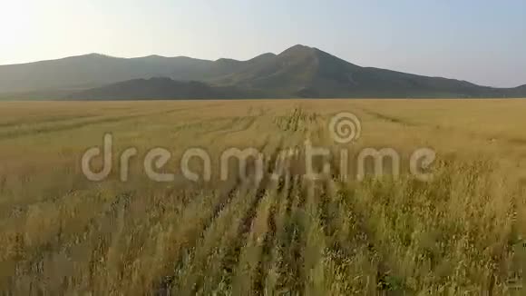 有机大麦场的鸟瞰图视频的预览图