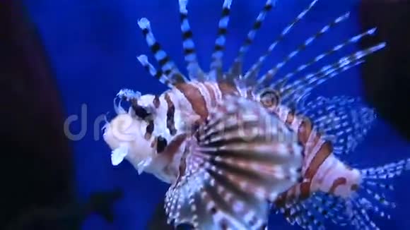 红狮子鱼是一种有毒的珊瑚鱼视频的预览图