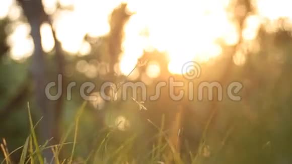 绿油油的草地有金色的阳光视频的预览图