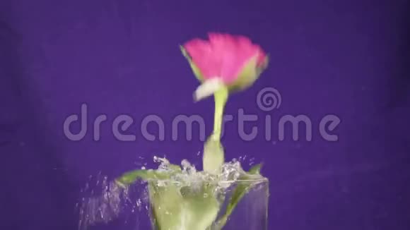 三朵红玫瑰慢慢地落在花瓶里慢慢地跳动着视频的预览图
