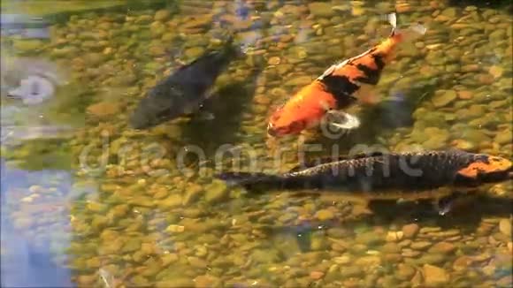 花园池塘里的锦鲤鱼视频的预览图