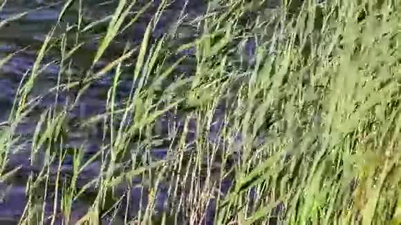 风中的绿苇小池塘的岸边视频的预览图