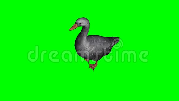 灰鹅闲荡4绿屏视频的预览图