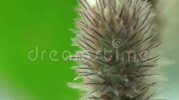 干燥的毛茸茸的耳朵植物视频的预览图