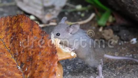 老鼠从废弃的食物中喂食视频的预览图