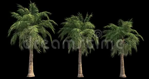 4k大风棕榈的镜头用于建筑可视化和剪裁面具视频的预览图