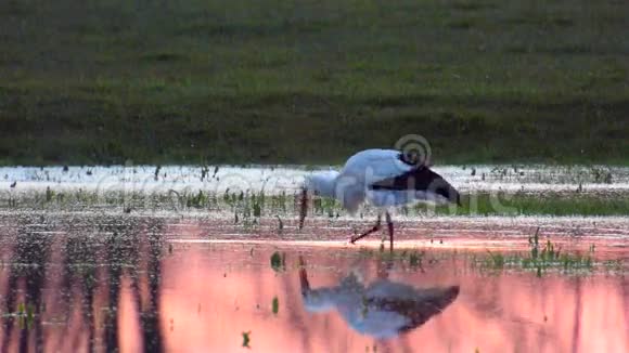 欧洲白鹳鸟喂食视频的预览图