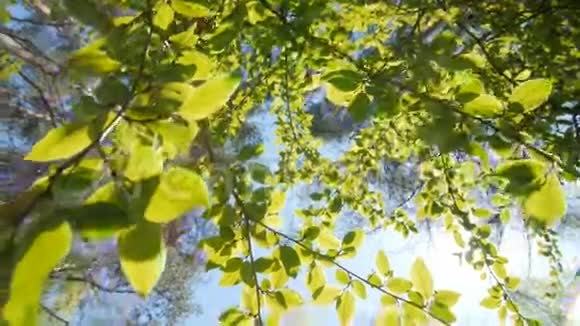 树叶映衬着明亮的蓝天视频的预览图
