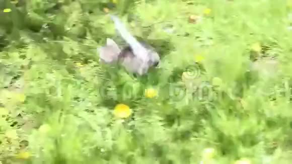 毛茸茸的灰色小猫在草地上视频的预览图