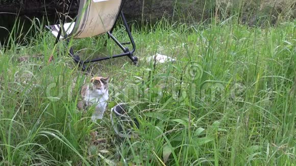 困乏的猫坐在水桶附近的草地上视频的预览图