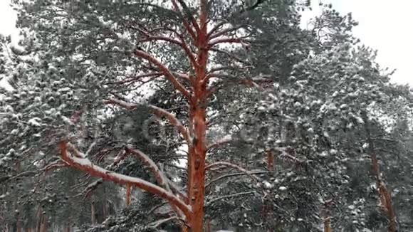 冬季松雪林无人机鸟瞰视频的预览图