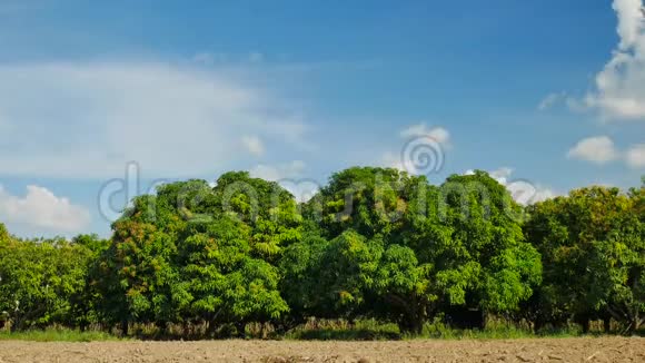 芒果农场或有蓝天的芒果田农业理念视频的预览图