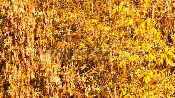 秋天森林里有一片黄叶的树枝视频的预览图