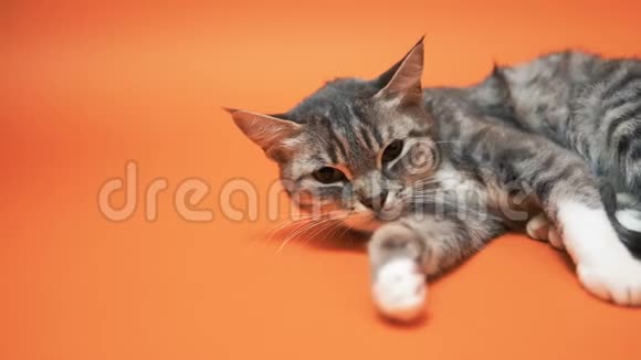 橙色背景上的灰猫视频的预览图
