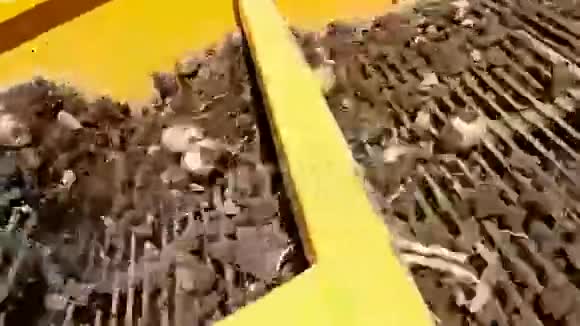 将生薯从地面上采石视频的预览图