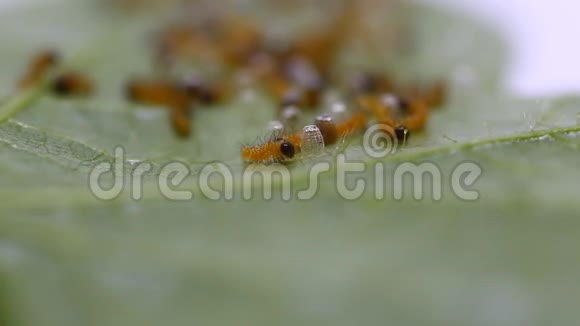 豹纹蝴蝶的毛虫从鸡蛋里爬出来吃鸡蛋视频的预览图