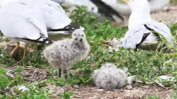 环嘴海鸥幼龄与成人视频的预览图