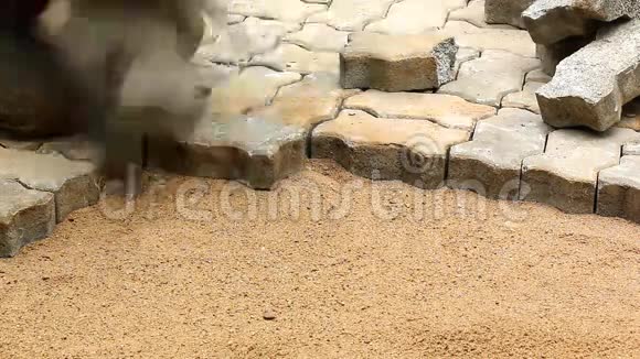工人安装旧的鹅卵石块建造地面时间推移视频的预览图