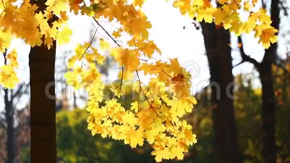 黄秋枫叶在风中摇曳视频的预览图