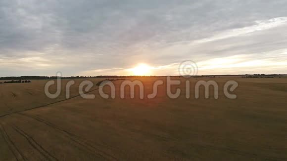 日落时用小麦鸟瞰田野视频的预览图