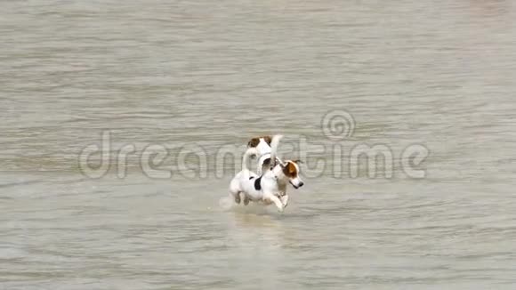 杰克罗素海滩上的狗视频的预览图