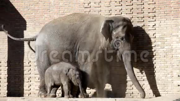 动物园露天笼子里的大象和小象视频的预览图