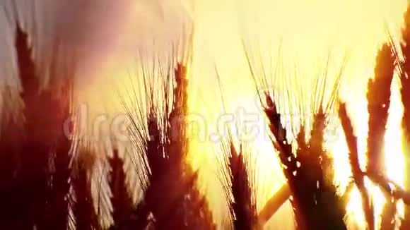 日落时的麦子视频的预览图