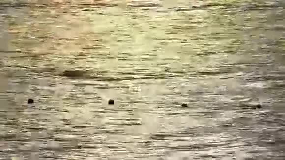 海水上的金色日落2视频的预览图