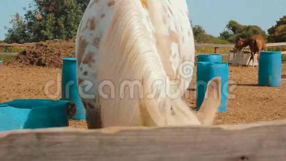 一匹长着麻布袋的白马在牧场上吃干草视频的预览图