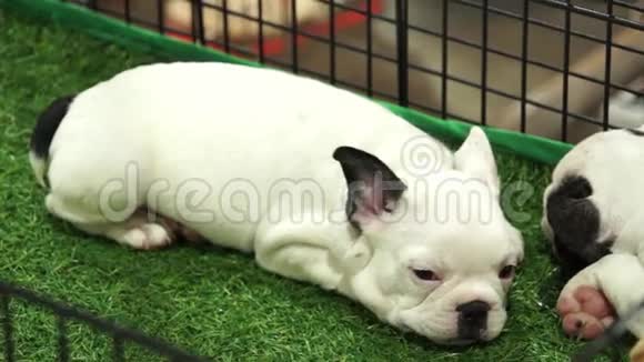 可爱的法国斗牛犬幼犬睡在笼子里待售视频的预览图