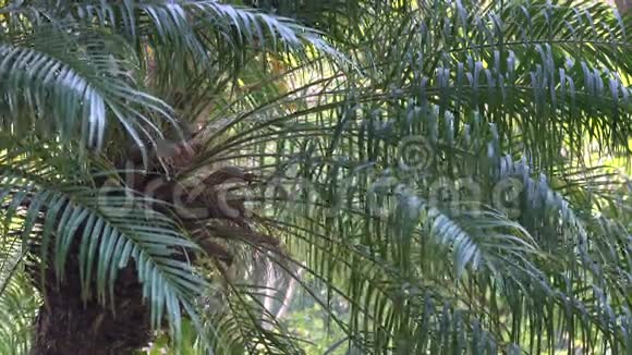 春天公园有许多棕榈树视频的预览图