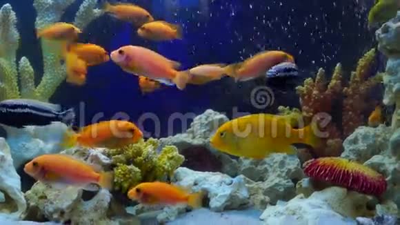 黄斑鱼在珊瑚礁中游动视频的预览图