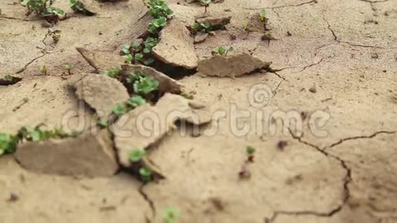 干旱时干裂的土壤干旱时植物的生长视频的预览图