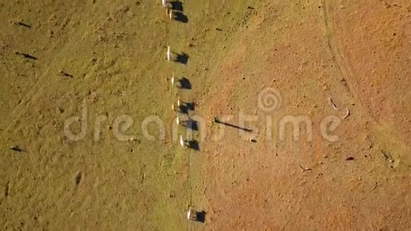 澳大利亚牛群的鸟瞰图视频的预览图