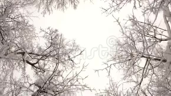 冬天的树视频的预览图