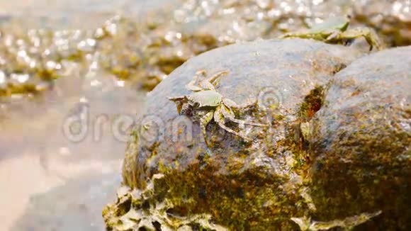 螃蟹以海浪中的石头为食泰国普吉岛视频的预览图