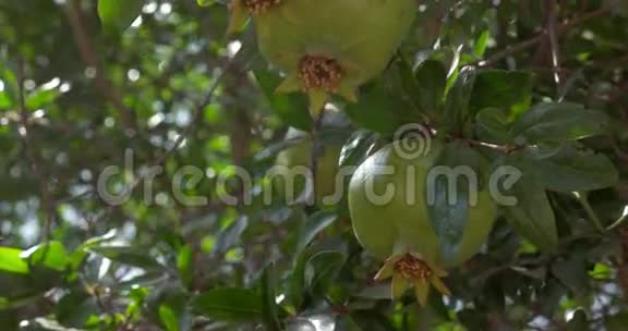 阳光下石榴树的绿色果实视频的预览图
