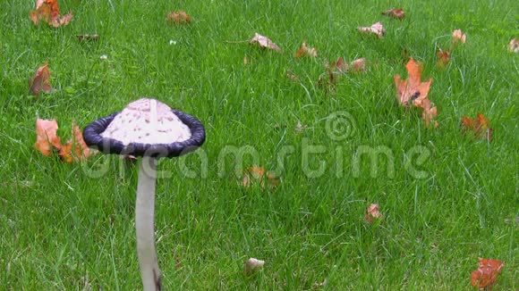 秋季的白色蘑菇和干叶视频的预览图