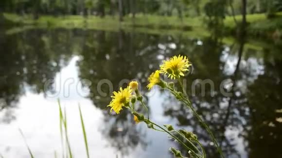 湖边的夏日野花视频的预览图