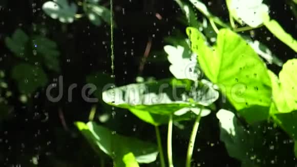 带雨的美丽热带背景视频的预览图
