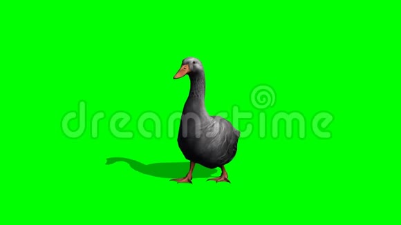 灰鹅走2个绿色屏幕视频的预览图
