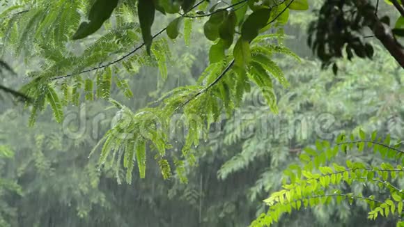 大雨落在花园的树上视频的预览图