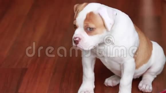 可爱的小狗绿眼睛坐在硬木地板上视频的预览图