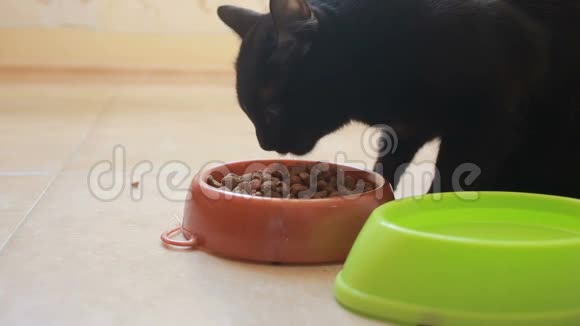 漂亮的黑猫在吃食物特写干粮视频的预览图